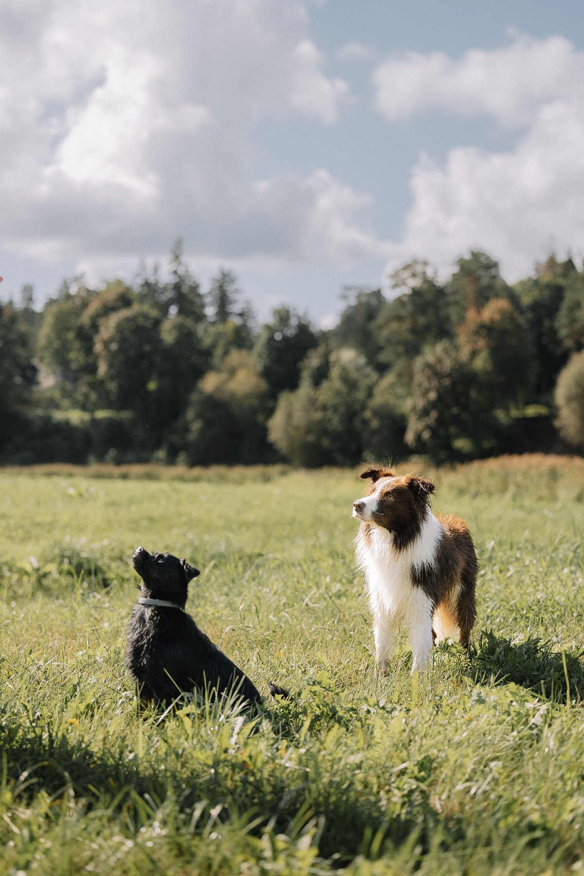 A collie and a small black dog standing in meadow grass