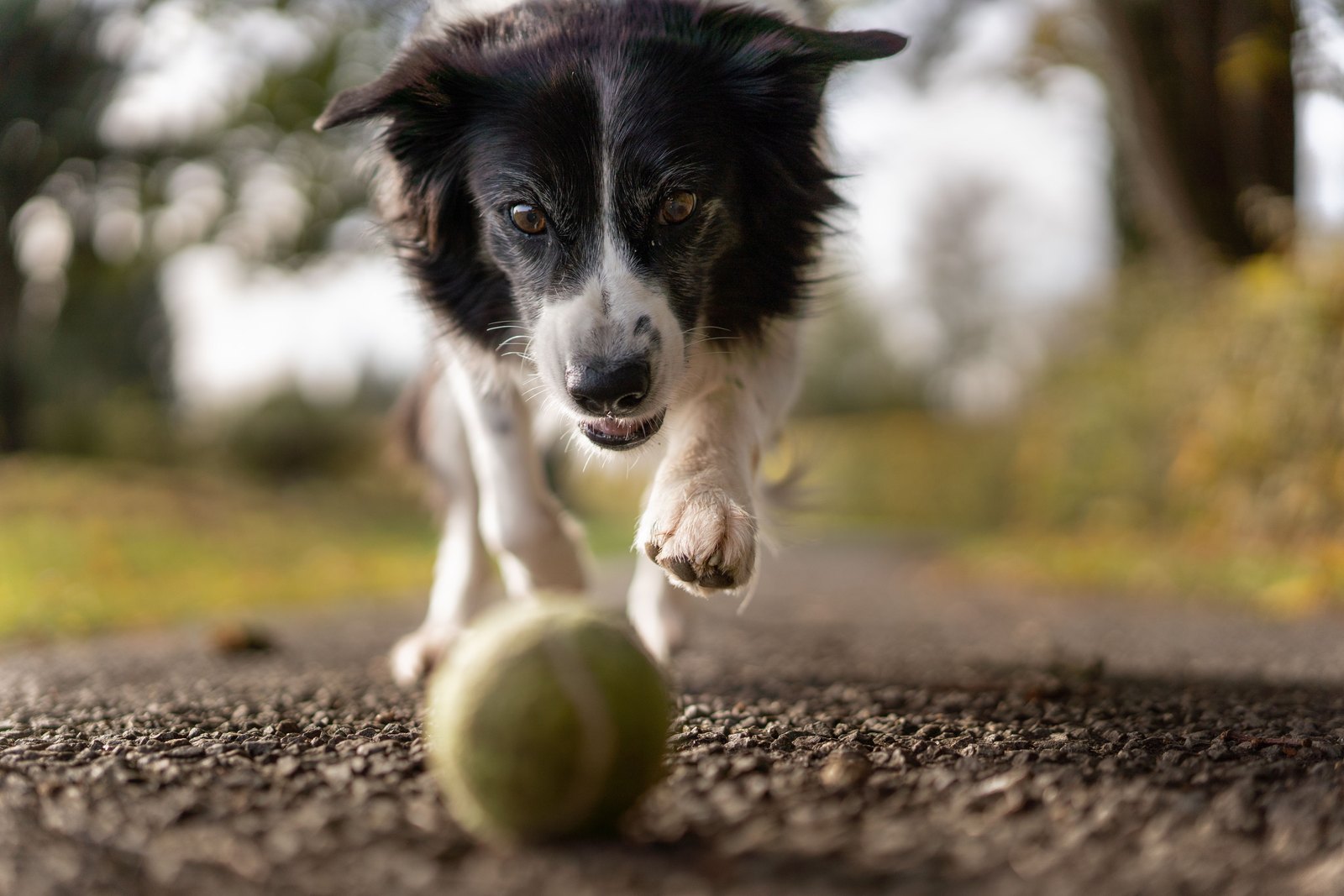 A playful collie running along a tree-lined country path